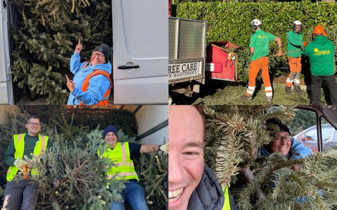 Lewis-Manning Christmas Tree Collection Campaign Reduces Over 13,000kg of CO2 and Supports Vital Well-being Care for Local Patients